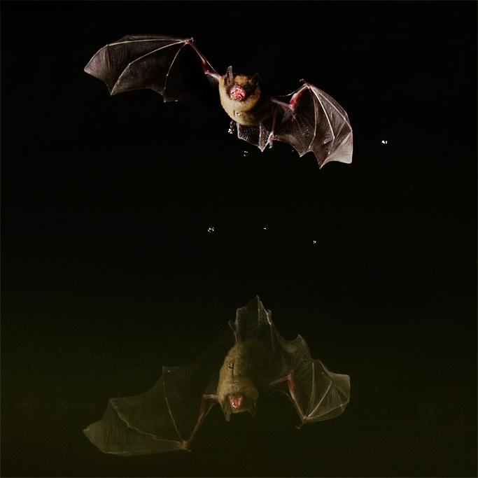 Bats03