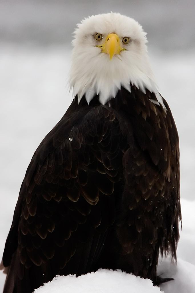 Eagle10