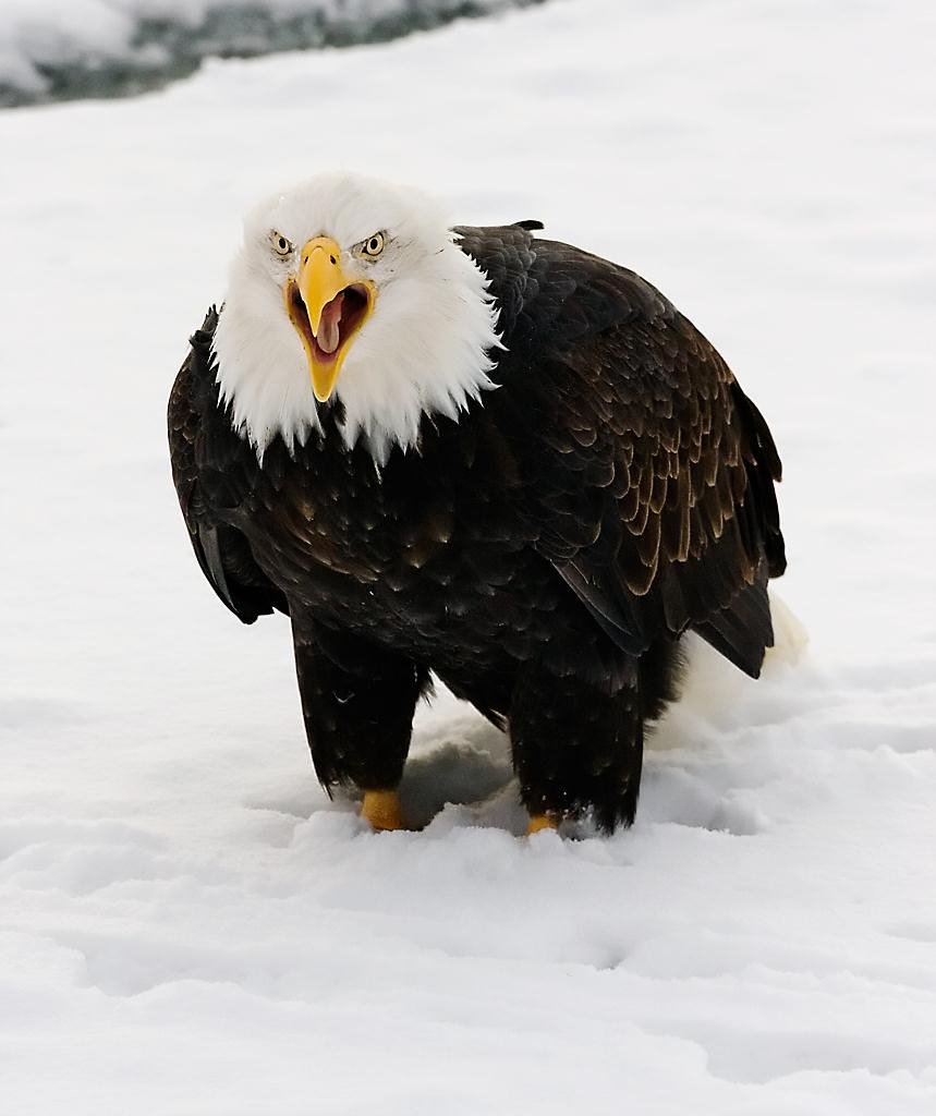 Eagle14
