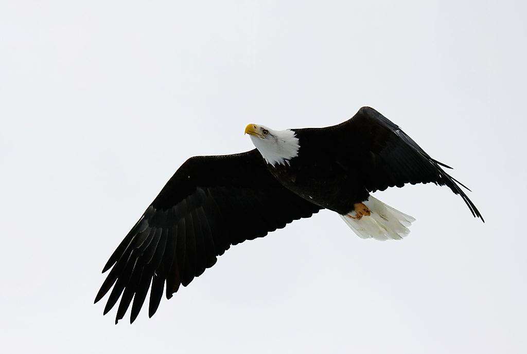 Eagle31