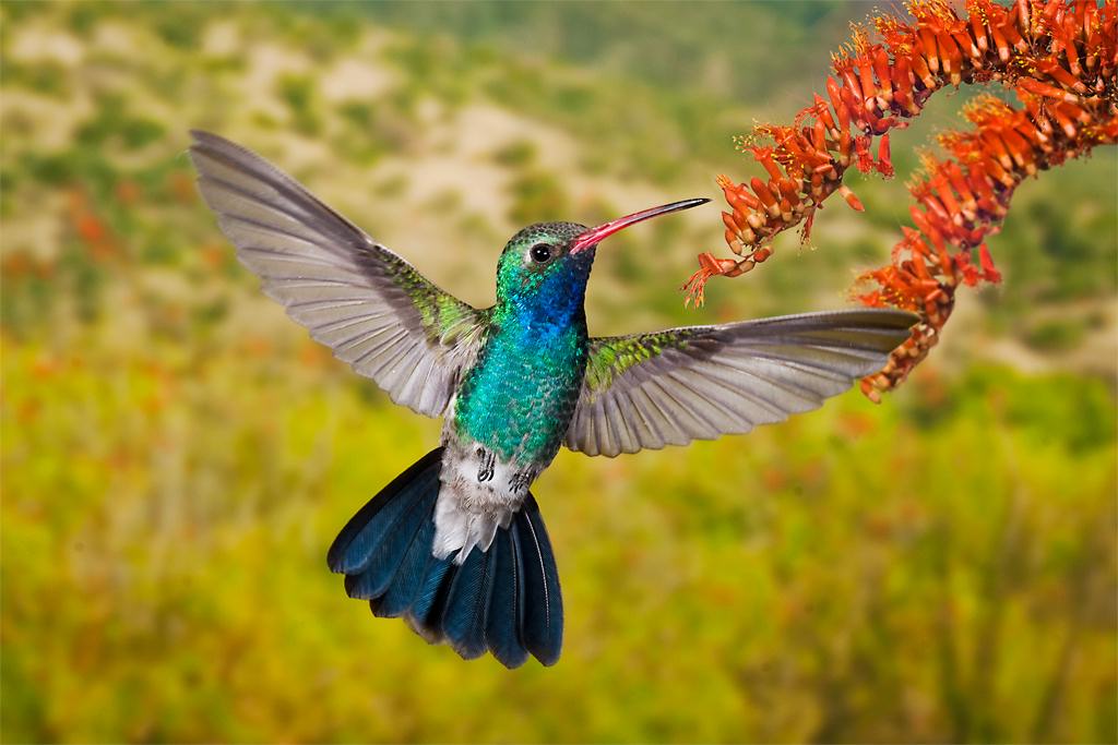 Hummingbird01