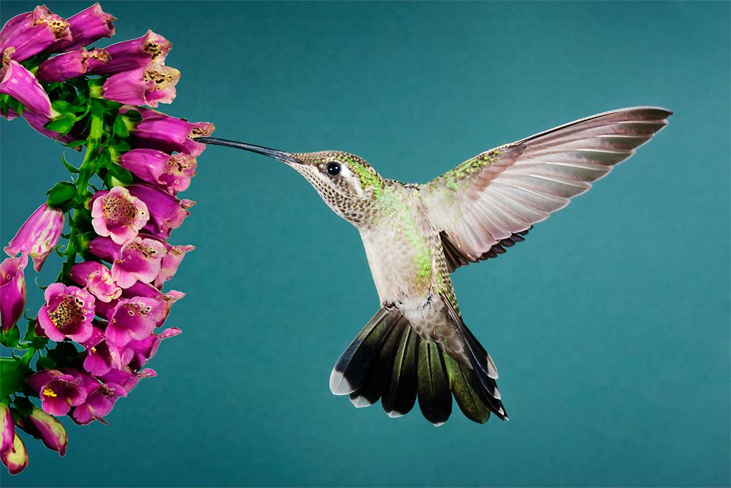 Hummingbird04