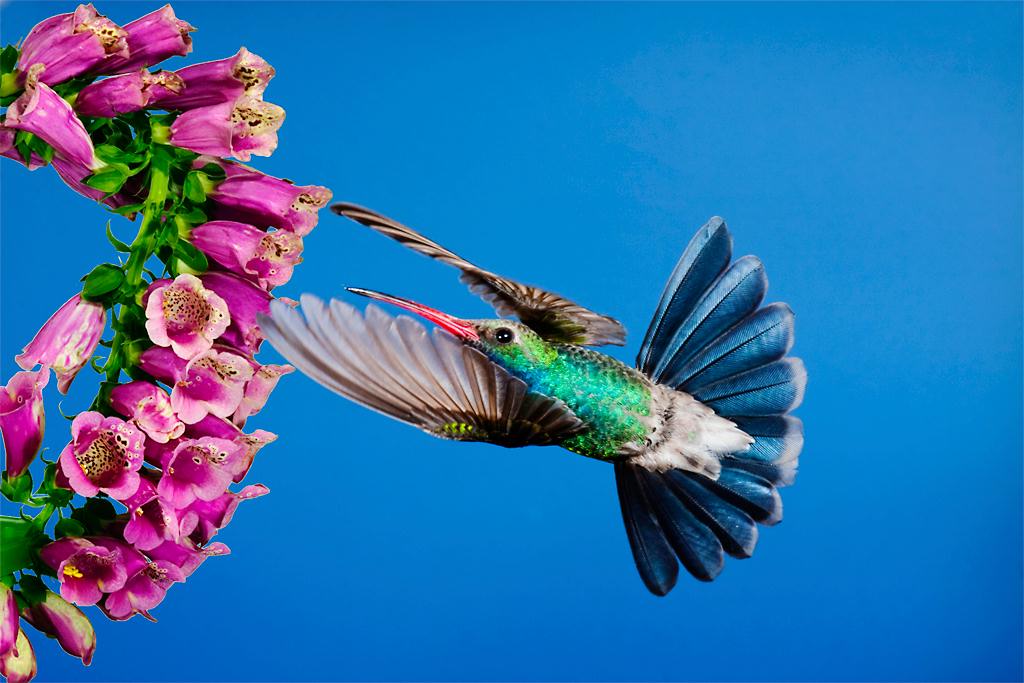 Hummingbird08