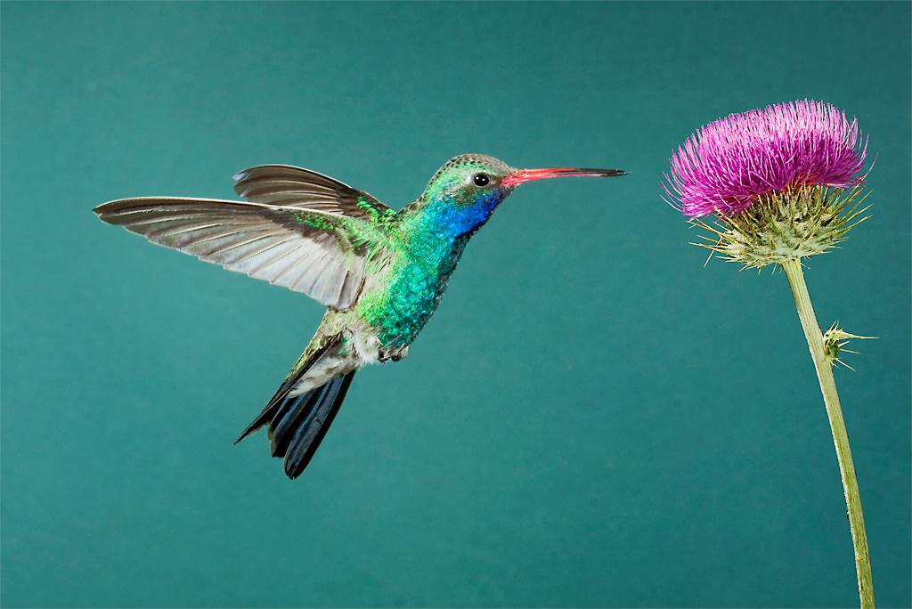 Hummingbird10