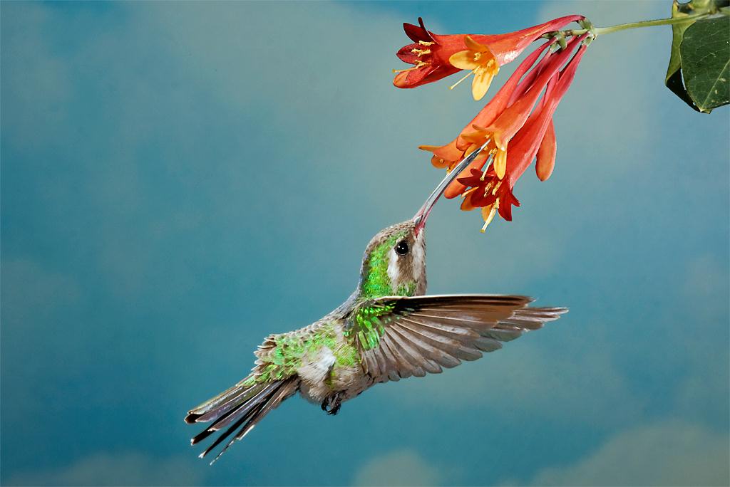 Hummingbird11