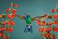 Hummingbird03