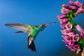 Hummingbird06