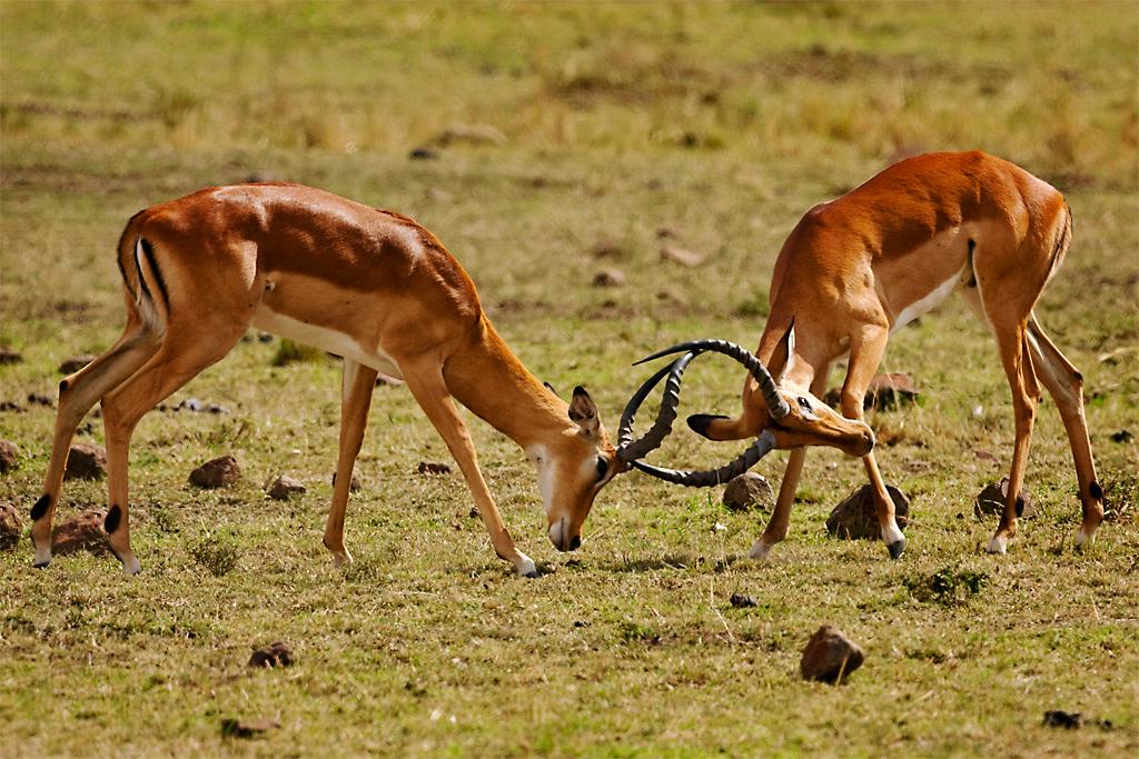 Kenya062