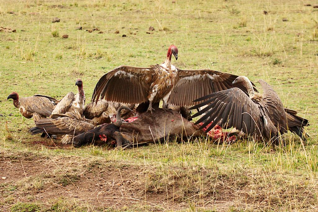 Kenya078