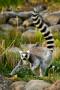 Lemur01